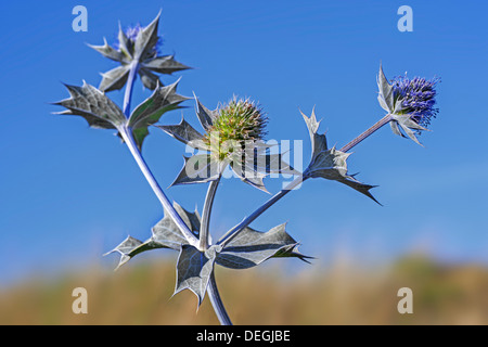 Holly (Eryngium maritimum mer) en fleur dans les dunes le long de la côte Banque D'Images