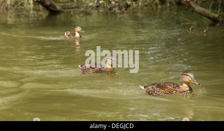 Piscine canards sur la rivière Isis Banque D'Images