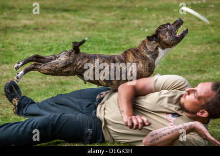 Staffordshire Bull Terrier chien de l'extraction de l'air mi-frisbee Banque D'Images