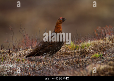 Lagopède des saules marcher parmi Heather en Ecosse. Banque D'Images