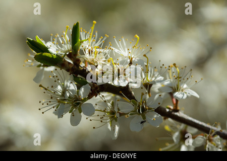 La floraison prunellier (Prunus spinosa) Banque D'Images