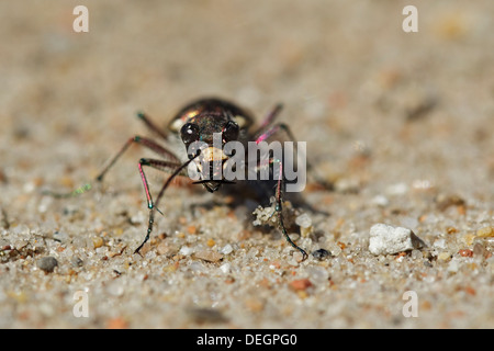 Dune du nord Tiger Beetle (Cicindela hybrida) Banque D'Images