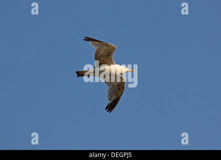 European Herring Gull dans un ciel Banque D'Images