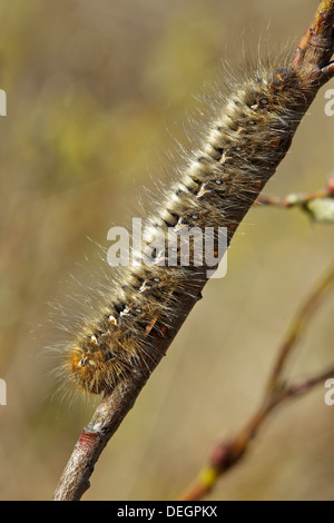 Caterpillar d'Oak Eggar (Lasiocampa quercus) Banque D'Images