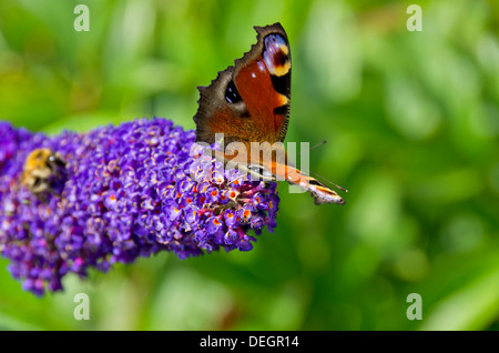 Peacock butterfly, Inachis io, sur lilac blossom Banque D'Images