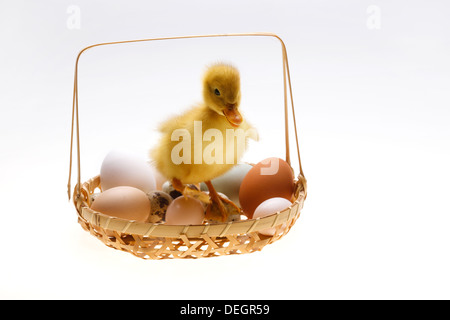 Canard debout sur un panier d'œufs Banque D'Images