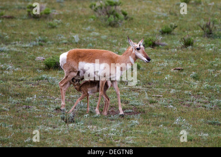 Les antilopes dans le Parc National de Yellowstone, tourné à l'état sauvage Banque D'Images