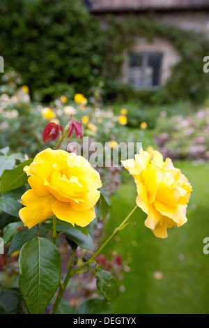 Des roses jaunes dans un jardin de roses, Cambridgeshire England UK Banque D'Images