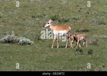 Les antilopes dans le Parc National de Yellowstone, tourné à l'état sauvage Banque D'Images