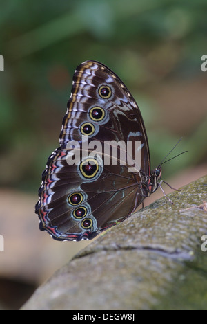 Caligo eurilochus Owl Butterfly - Banque D'Images