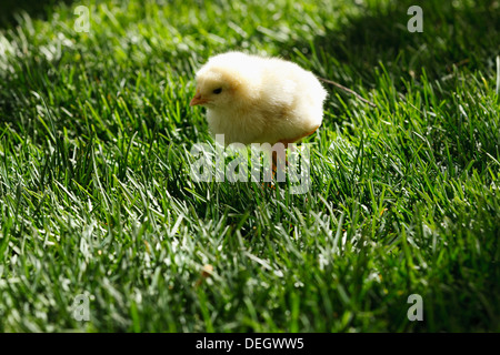 Autres chick on lawn Banque D'Images