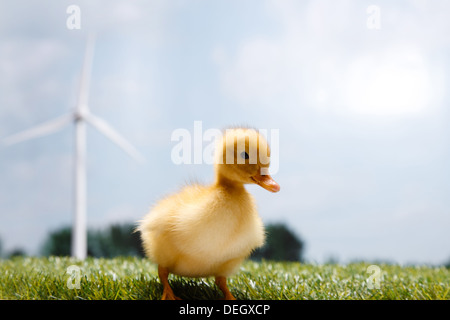 Canard debout devant moulin sur la pelouse Banque D'Images