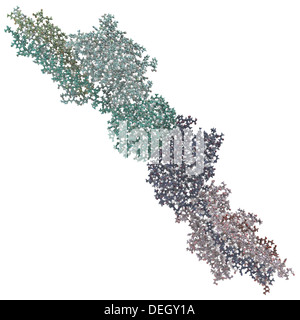 D-dimère, produit de dégradation de la fibrine. Lorsqu'elle se trouve dans le sang, de D-diméres indiquent la présence de caillots de sang (thrombose) Banque D'Images