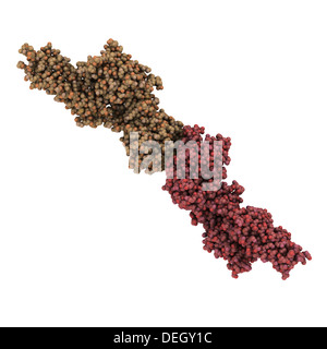 D-dimère, produit de dégradation de la fibrine. Lorsqu'elle se trouve dans le sang, de D-diméres indiquent la présence de caillots de sang (thrombose) Banque D'Images