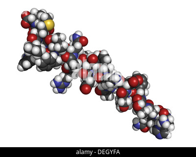 Le glucagon hormone peptide molécule. A l'effet inverse de l'insuline. Les atomes sont représentés comme des sphères de couleur classiques Banque D'Images