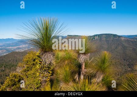 Arbres herbe sur le sommet du mont. Mitchell, Parc National de Main Range, Queensland, Australie Banque D'Images