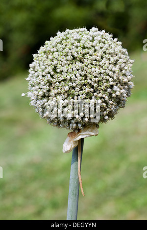 Boule de fleurs Graines d'Ail Banque D'Images