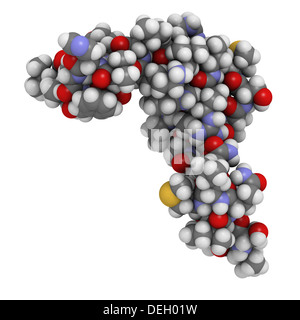 Les droits de l'hormone parathyroïdienne (PTH, parathormone, parathyrin) molécule. PTH provoque la concentration de calcium dans le sang à augmenter Banque D'Images