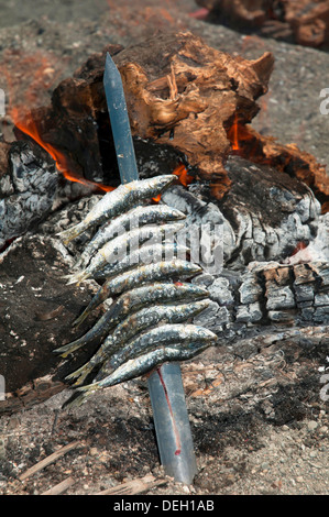 Espeto ou brochettes de sardines, Torre del Mar, Malaga-province, Andalusia, Spain, Europe Banque D'Images