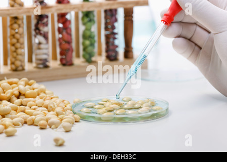 De l'observation en laboratoire des grains Banque D'Images