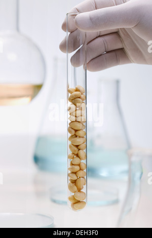 De l'observation en laboratoire des grains Banque D'Images