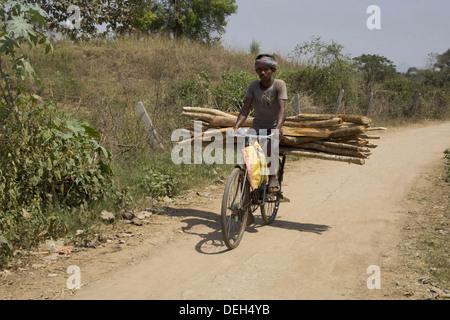 Homme transporter le bois sur cycle, Orissa, Inde Banque D'Images