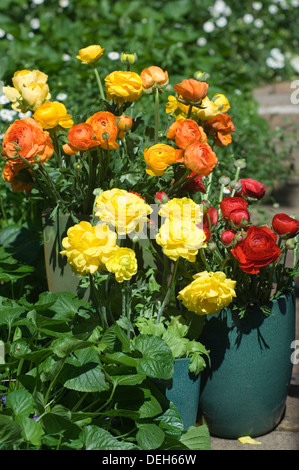 Portrait close-up de rouge, jaune et orange Ranunculus fleurs dans un pot vert sur une brique Chemin de jardin. Banque D'Images