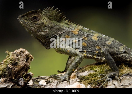 Javan, gonocephalus chamaeleontinus c. lizard Banque D'Images