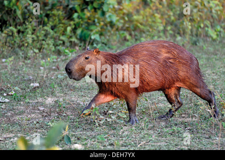 Brésil, Pantanal : Capybara (Hydrochoerus hydrochaeris) sur la course Banque D'Images