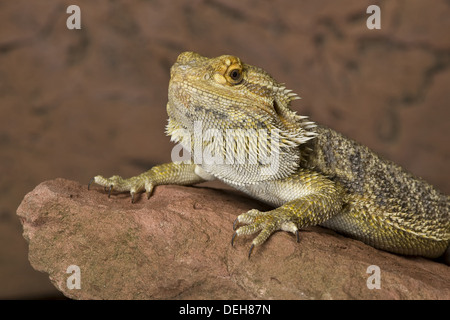 Le centre de dragon barbu, Pogona vitticeps Banque D'Images