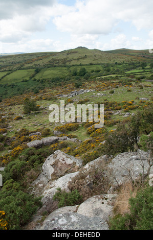 Vue sur le Dartmoor de Sharp vers Tor Tor Yar sur rocky clitter et les ajoncs en fleurs Banque D'Images