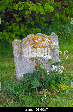 Pierre tombale de lichen. Eglise de Saint Peter, Southwold, Suffolk, Angleterre, Royaume-Uni, Europe. Banque D'Images