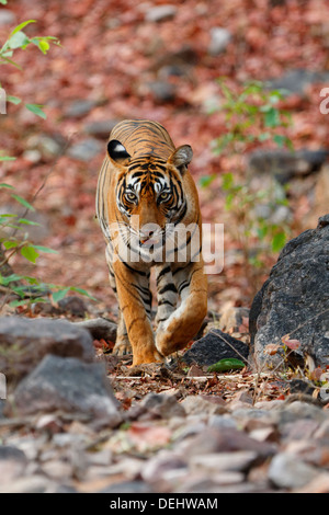 Tigresse du Bengale à Ranthambhore Forest, Rajasthan, Inde. ( Panthera tigris ) Banque D'Images