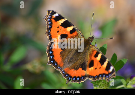 Les petites écailles de papillon, Aglais urticae, prise à Torcross, South Devon, England UK Banque D'Images