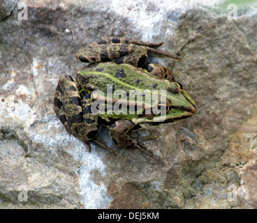 Close-up d'une Grenouille des marais d'Eurasie (Pelophylax ridibundus) posant sur un rocher Banque D'Images