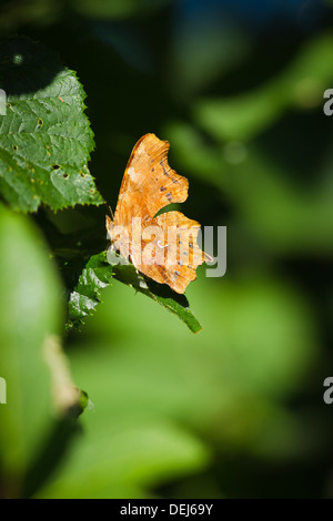 Virgule papillon sur une feuille Banque D'Images