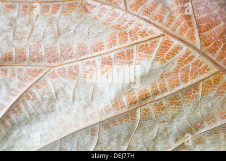 Bois de teck sec leaf texture background Banque D'Images