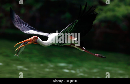 Cigogne peinte avec Poissons Banque D'Images