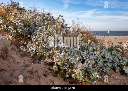 Holly (Eryngium maritimum mer) en fleur dans les dunes le long de la côte de la mer du Nord Banque D'Images