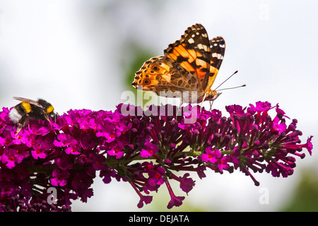 Papillon belle dame (Vanessa cardui) et Buff-tailed / grande terre bourdon (Bombus terrestris) pollinisent les fleurs lilas Banque D'Images