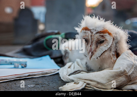 Close up de ugly Effraie des clochers (Tyto alba) phalène / cimetière à poulet prêt à être entouré par la sonnerie d'oiseaux pour la recherche d'identification Banque D'Images