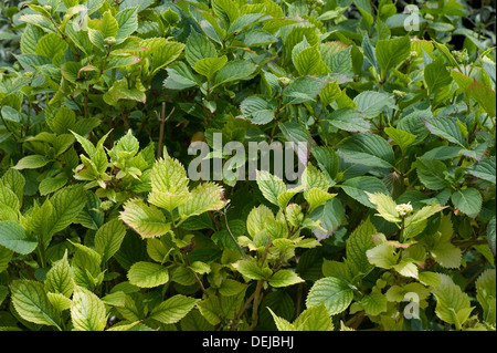 Fer et induite par la chaux en azote à l'origine de la chlorose des feuilles d'un Hydrangea macrophylla arbustes jardin Banque D'Images