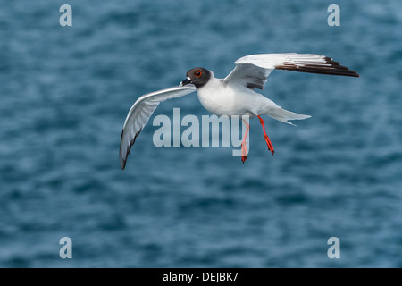 Swallow-tailed Gull (Larus furcatus) en vol, de l'île South Plaza, Galapagos, Equateur Banque D'Images