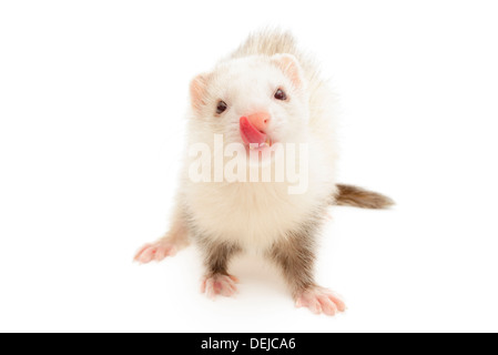 Libre d'un furet blanc isolé en face d'un fond blanc. Banque D'Images