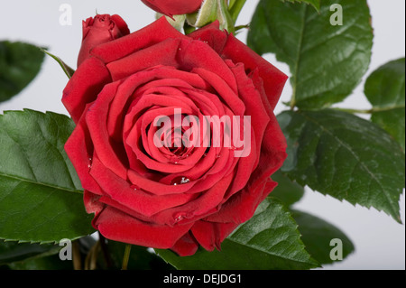 Une délicate et complexe d'une petite fleur rouge rose cultivée en pot comme plante d'intérieur Banque D'Images