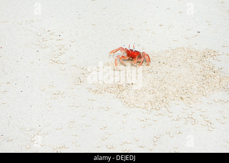 Le crabe fantôme (Ocypode Gaudichaudii), l'île de San Cristobal, Galapagos Banque D'Images