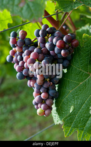 Red grapes growing sur vigne vignoble, Essex, Angleterre Banque D'Images