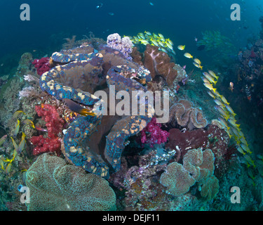 Dans les récifs coralliens de bénitiers, Raja Ampat, en Indonésie. Banque D'Images