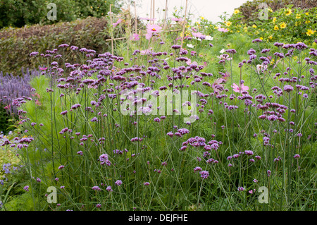 VERBENA BONARIENSIS Banque D'Images