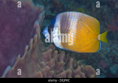 Papillons Chaetodon kleinii Sunburst, et le corps d'une éponge, Xestospongia muta. Puerto Galera, Philippines Banque D'Images